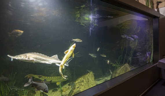 Aquarium mit mehreren Fischen aus dem Landkreis Tirschenreuth.